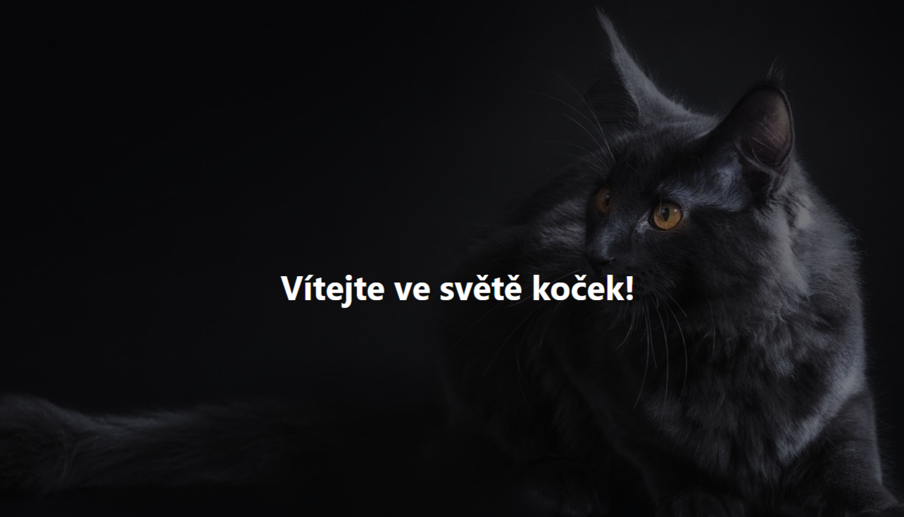 Webdesign pro ráj koček - e-shop pro milovníky koček